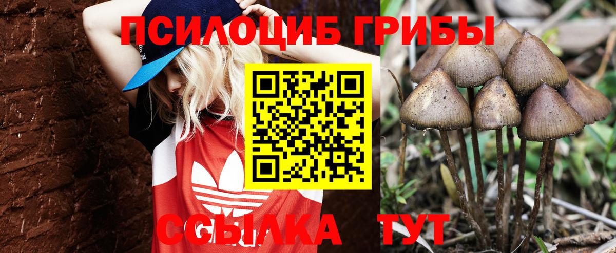 Галлюциногенные грибы Psilocybe  где купить   Элиста  Вход с VPN 